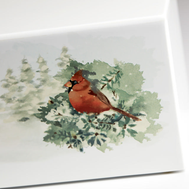 Somerset Cardinal
