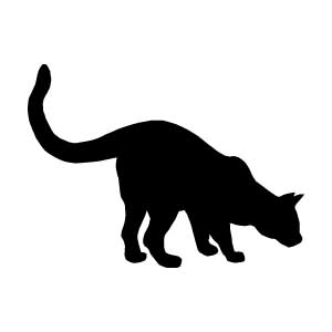 Tabby Cat